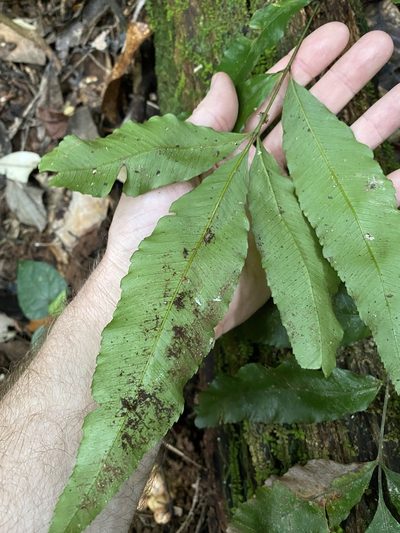 Abacopteris aspera, photographed by Greg Tasney
