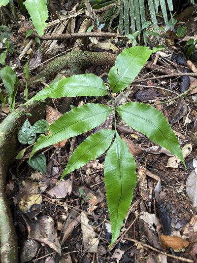 Abacopteris aspera, photographed by Greg Tasney