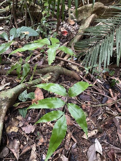 Abacopteris aspera, photographed by Greg Tasney