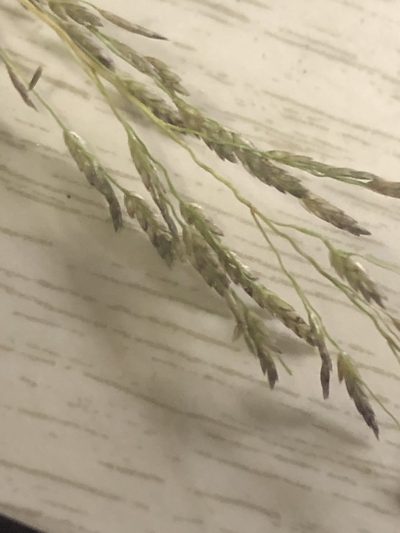 Eragrostis gangetica, photographed by John Kees