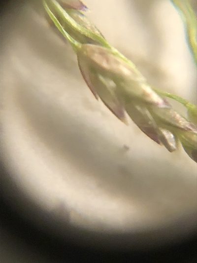 Eragrostis gangetica, photographed by John Kees