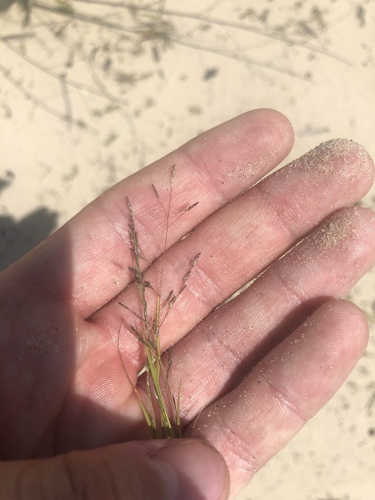 Eragrostis gangetica, photographed by John Kees