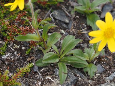 Arnica griscomii, photographed by Matt Muir