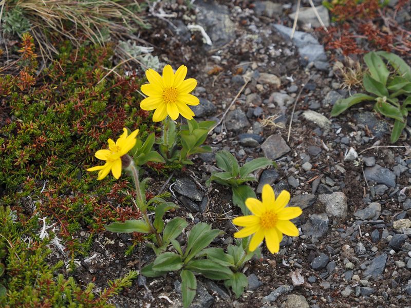 Arnica griscomii, photographed by Matt Muir