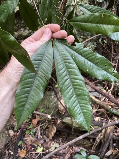 Heritiera peralata, photographed by Greg Tasney