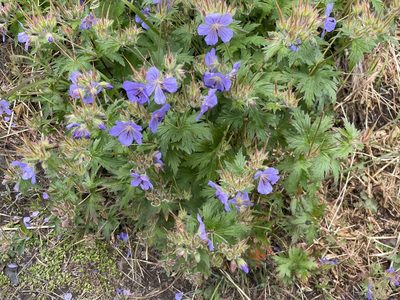Geranium erianthum, photographed by Roger Rittmaster