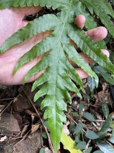 Tectaria confluens, photographed by Greg Tasney