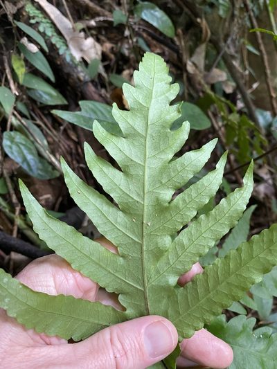 Tectaria confluens, photographed by Greg Tasney