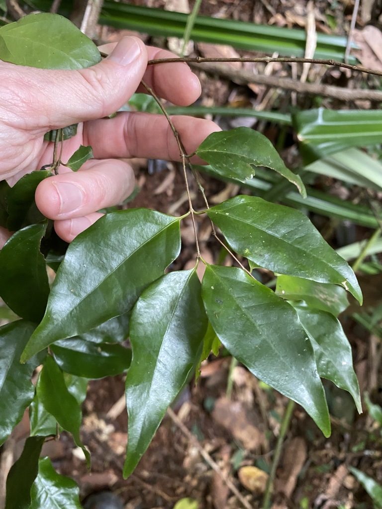 Gossia myrsinocarpa, photographed by Greg Tasney