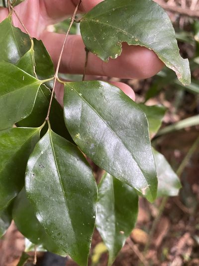 Gossia myrsinocarpa, photographed by Greg Tasney