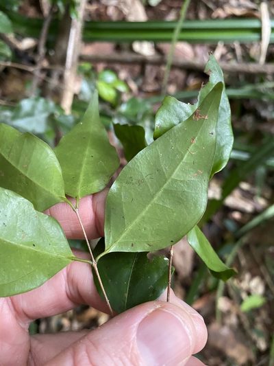 Gossia myrsinocarpa, photographed by Greg Tasney