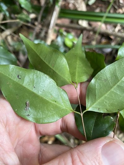 Gossia myrsinocarpa, photographed by Greg Tasney