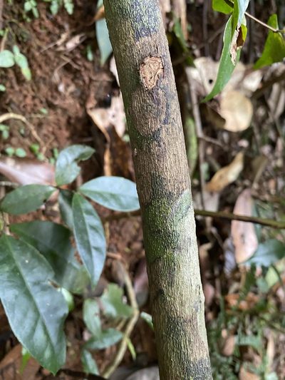 Gossia myrsinocarpa, photographed by Greg Tasney