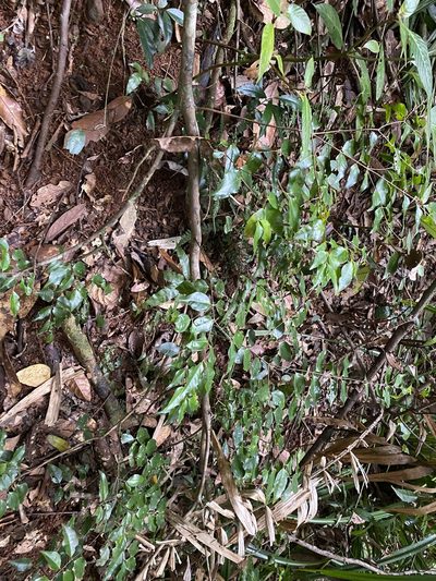 Gossia myrsinocarpa, photographed by Greg Tasney