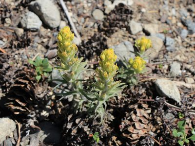 Castilleja arachnoidea, photographed by Paul McClellan