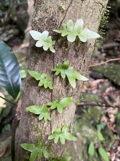 Arthropteris palisotii, photographed by Greg Tasney