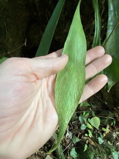 Antrophyum callifolium, photographed by Greg Tasney