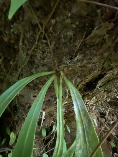 Antrophyum callifolium, photographed by Greg Tasney
