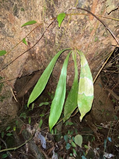 Antrophyum callifolium, photographed by Greg Tasney