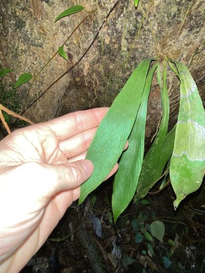 Antrophyum callifolium, photographed by Greg Tasney