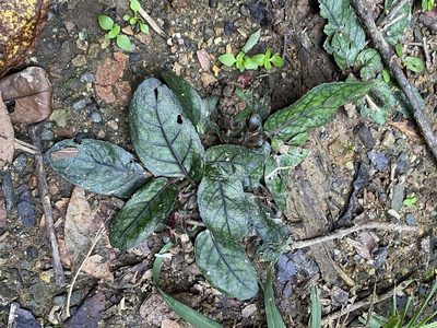 Strobilanthes reptans, photographed by Greg Tasney