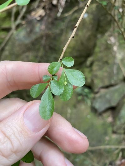 Synostemon albiflorus, photographed by Greg Tasney