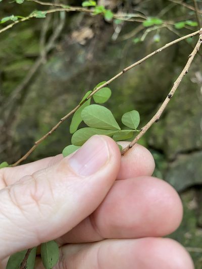 Synostemon albiflorus, photographed by Greg Tasney