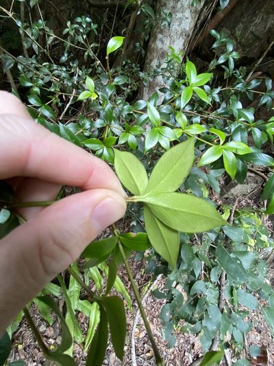 Alyxia oblongata, photographed by Greg Tasney