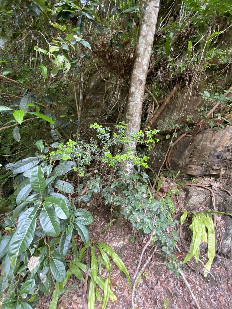 Alyxia oblongata, photographed by Greg Tasney