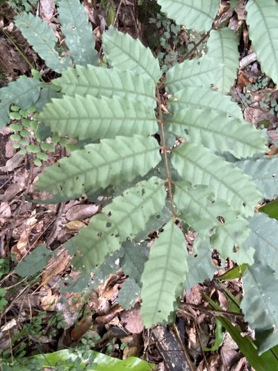 Cupaniopsis flagelliformis, photographed by Greg Tasney