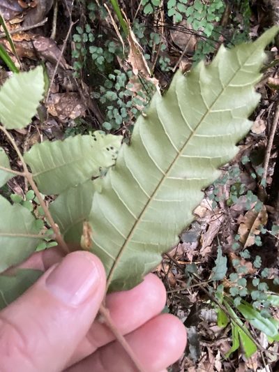 Cupaniopsis flagelliformis, photographed by Greg Tasney
