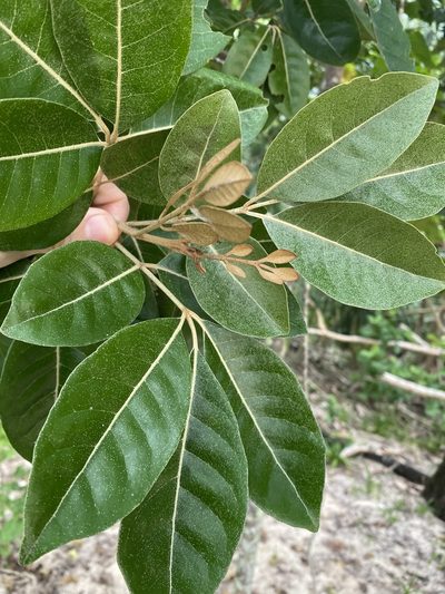 Aglaia elaeagnoidea, photographed by Greg Tasney
