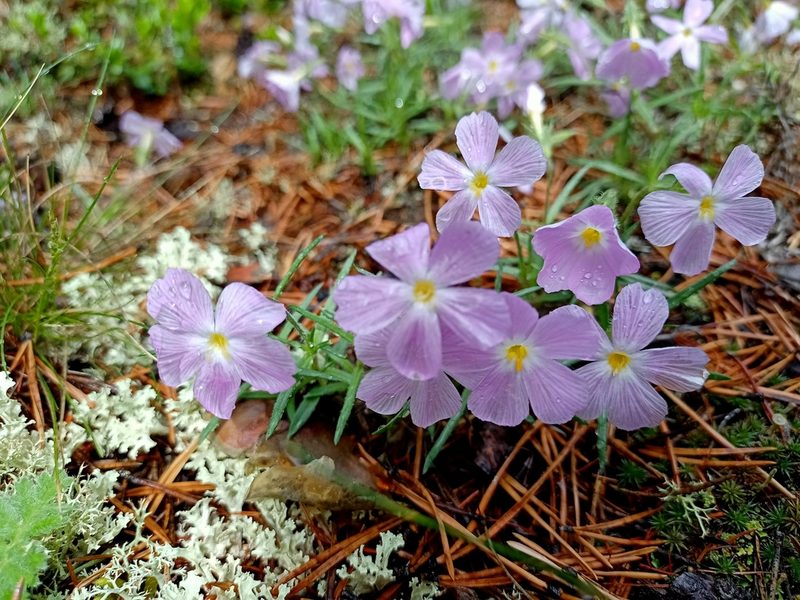 Phlox sibirica, photographed by Владимир Преловский