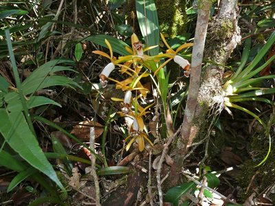 Coelogyne radioferens, photographed by Bernard DUPONT
