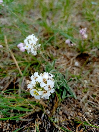 Stevenia tenuifolia, photographed by Владимир Преловский