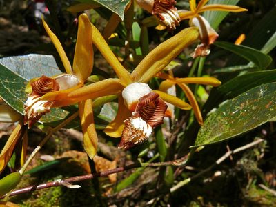 Coelogyne radioferens, photographed by Bernard DUPONT