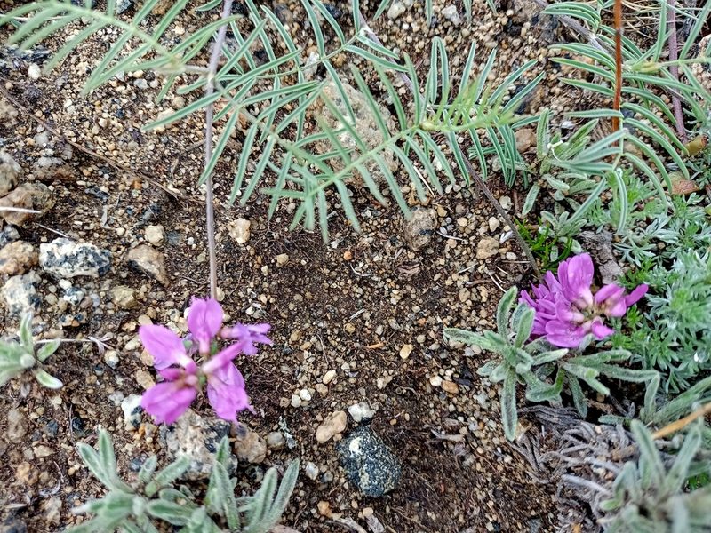 Astragalus versicolor, photographed by Владимир Преловский
