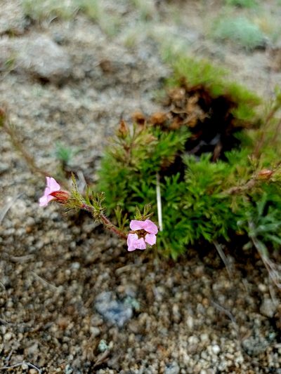 Chamaerhodos grandiflora, photographed by Владимир Преловский