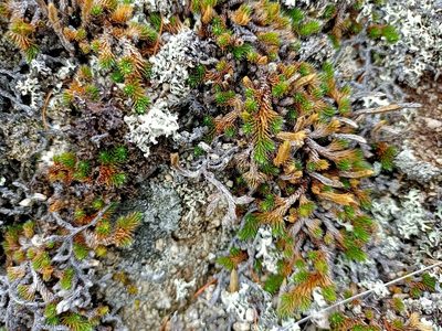 Selaginella sibirica, photographed by Владимир Преловский