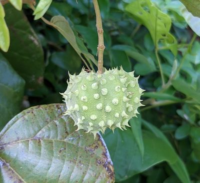 Ayenia grandifolia, photographed by portioid