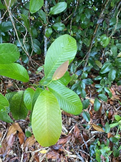 Tetracera nordtiana, photographed by Greg Tasney