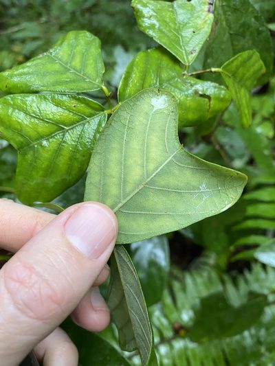 Vandasina retusa, photographed by Greg Tasney