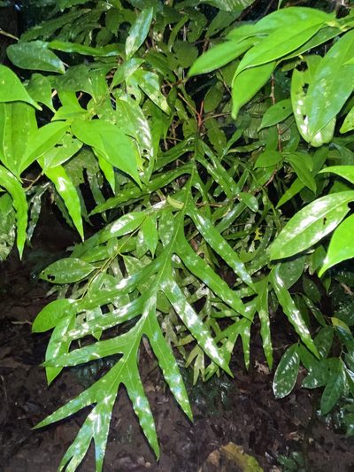 Musgravea heterophylla, photographed by Greg Tasney