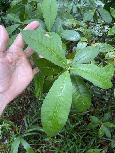 Alstonia muelleriana, photographed by Greg Tasney
