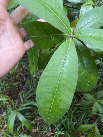 Alstonia muelleriana, photographed by Greg Tasney