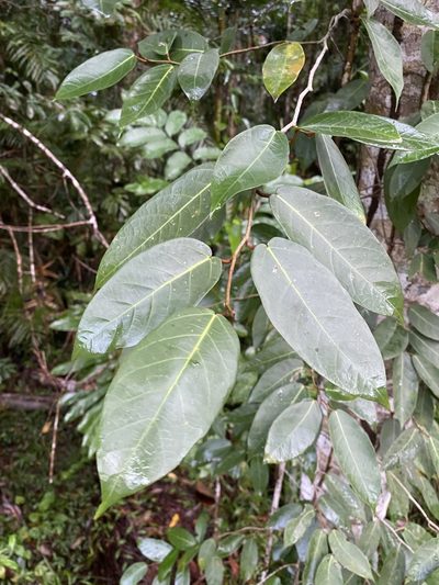 Ficus pantoniana, photographed by Greg Tasney
