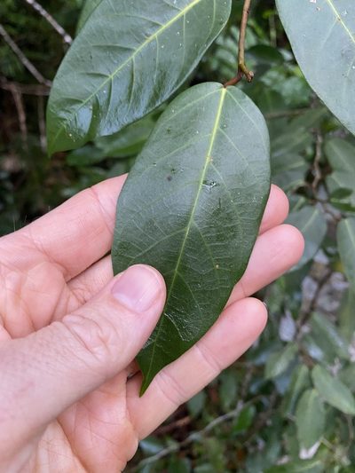 Ficus pantoniana, photographed by Greg Tasney