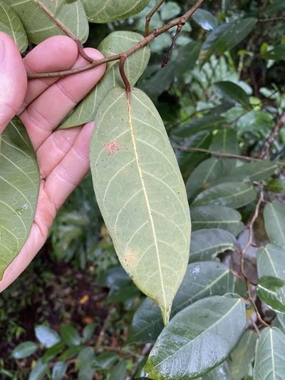 Ficus pantoniana, photographed by Greg Tasney