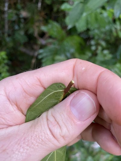 Ficus pantoniana, photographed by Greg Tasney