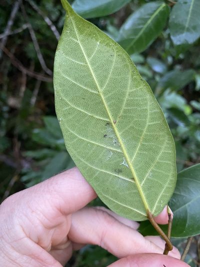 Ficus pantoniana, photographed by Greg Tasney